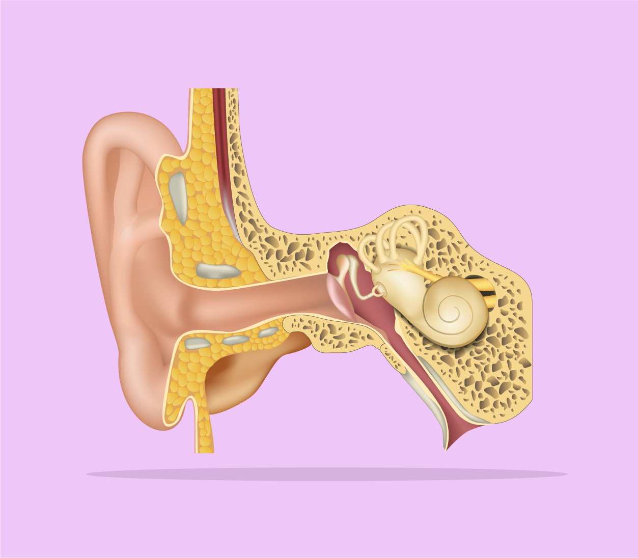 Bartolomeo Eustachi e a Tuba de Eustáquio / Blog Jaleko