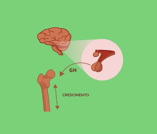 GH O hormônio do crescimento / Blog Jaleko