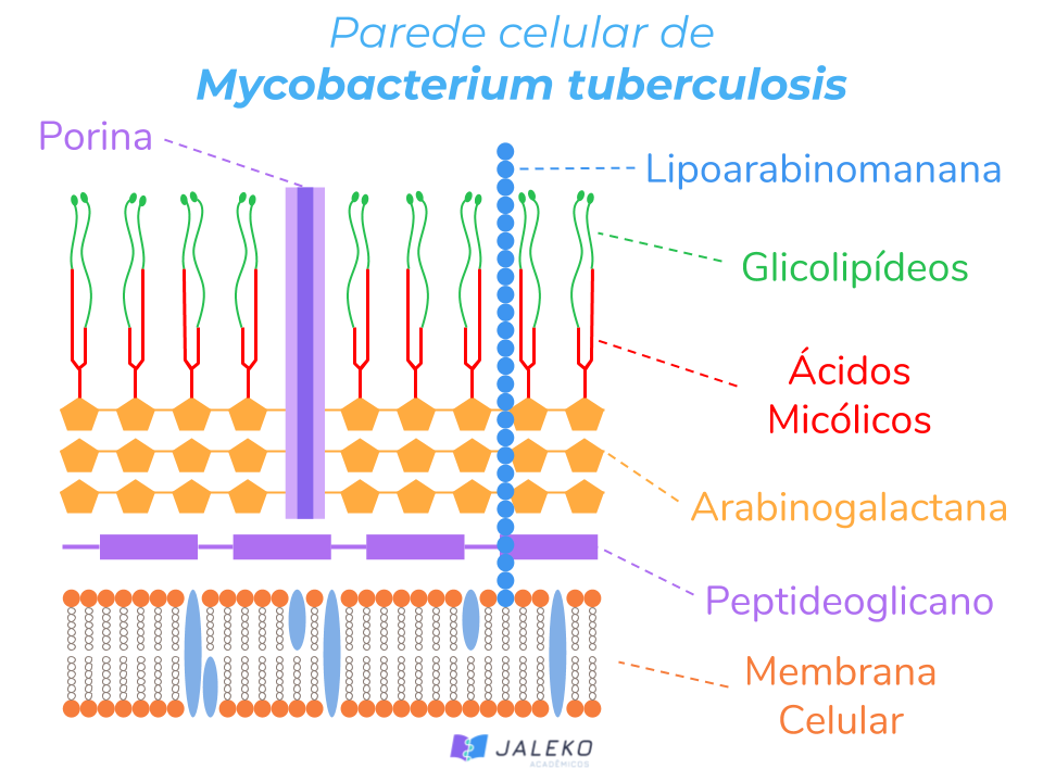 Parede-Celular-de-Mycobacterium-Tuberculosis - Portal do Jaleko - Conteúdos  práticos de medicina para estudantes e médicos