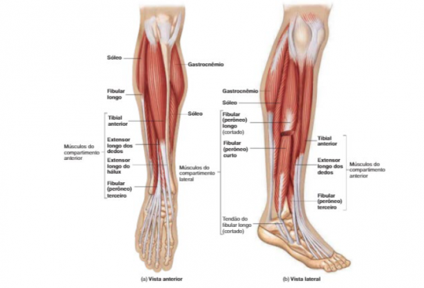 Anatomia dos músculos da perna o que você precisa saber Blog Jaleko